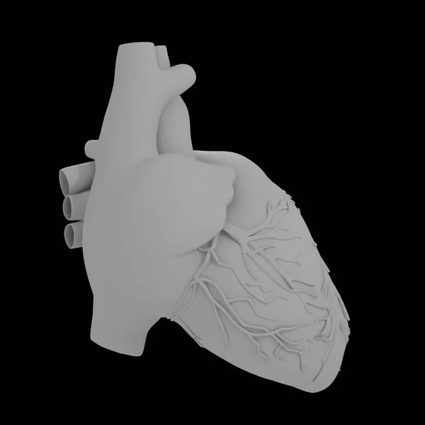 Человеческое Сердце Медицина Здоровье — стоковое фото