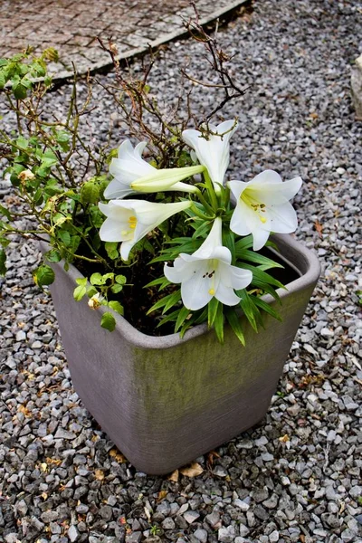 Flores Blancas Grandes Maceta Gris Jardín Concepto Natural Cerca Piedras — Foto de Stock