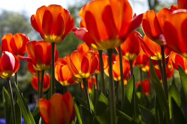 Змішані Тюльпани Весняна Барвиста Яскрава Тема — стокове фото