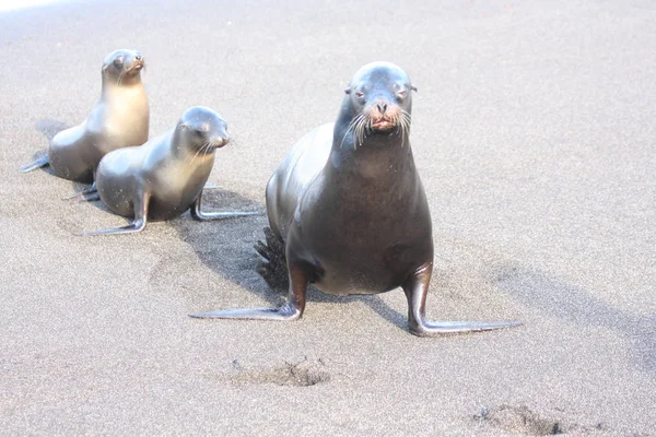 Zeeleeuwen Familie Het Strand Van Galapagos Eilanden — Stockfoto