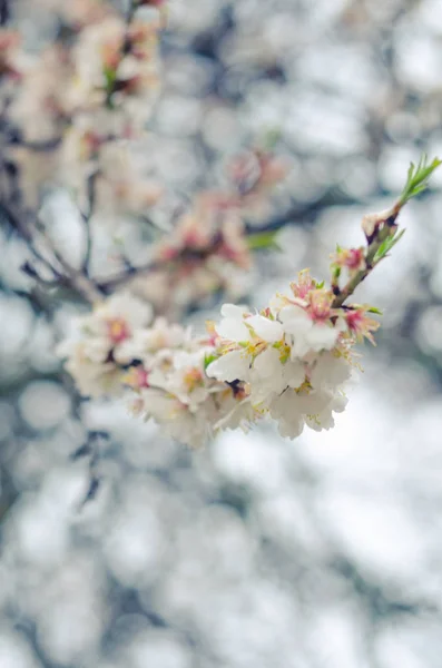 Bunga Mekar Ceria Pada Hari Musim Semi Bunga Kecantikan — Stok Foto
