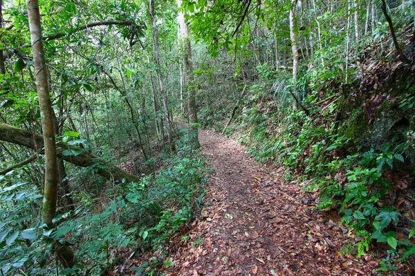 トレイルを介してグアジャタカ森林保護区のプエルトリコを巻き — ストック写真