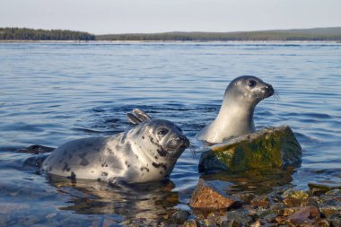 Belek baby harp seal Pagophilus groenlandicus in the White Sea, Gulf Kandalakshskom clipart