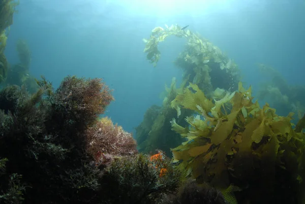 Підводний Світ Нижче Тихого Океану Кельпою Коралом Сонцем Сяє Вниз — стокове фото