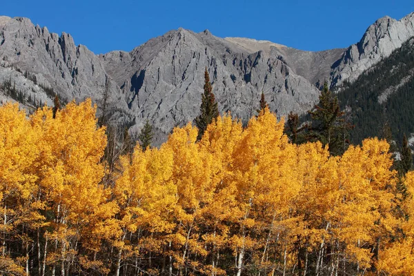 Autumn Aspen Δέντρα Sawback Range Στον Καναδά Rockies — Φωτογραφία Αρχείου