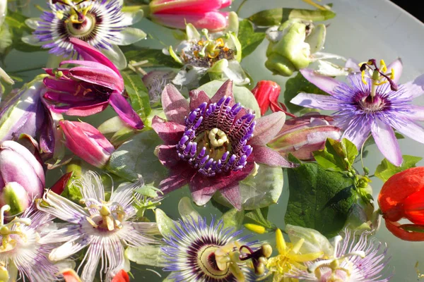 Różne Kolorowe Passionflowers Passiflory Unoszące Się Wodzie — Zdjęcie stockowe