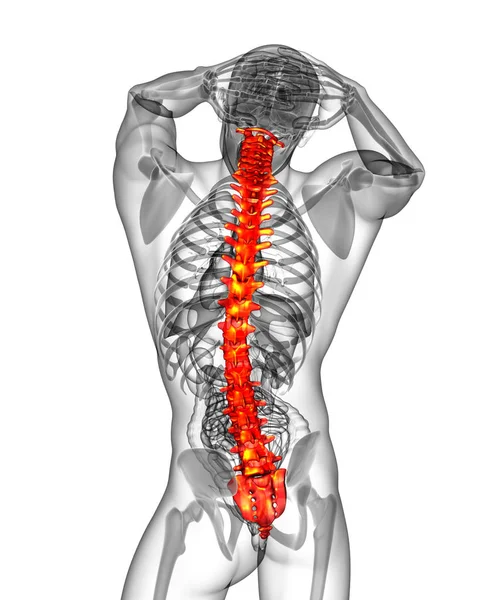 Render Medical Illustration Human Spine Back View — Stock Photo, Image