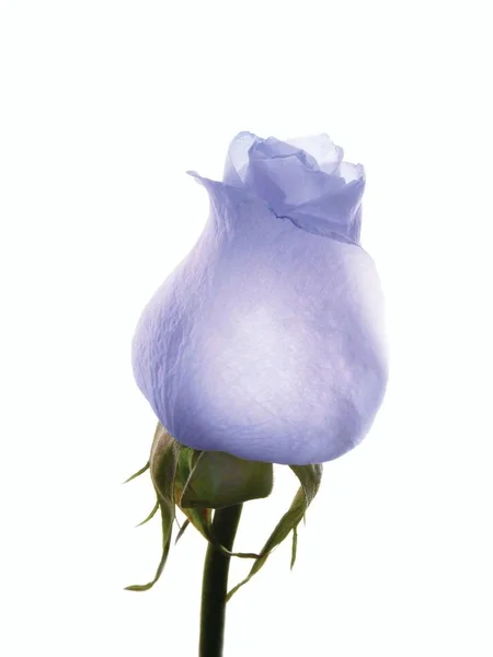 Jemný Fialový Růží Bílém Pozadí Izolované — Stock fotografie