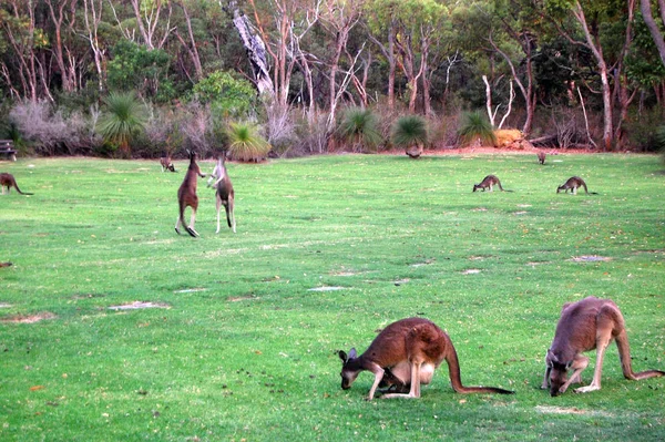 Lucha Contra Los Canguros Parque Australia Occidental — Foto de Stock