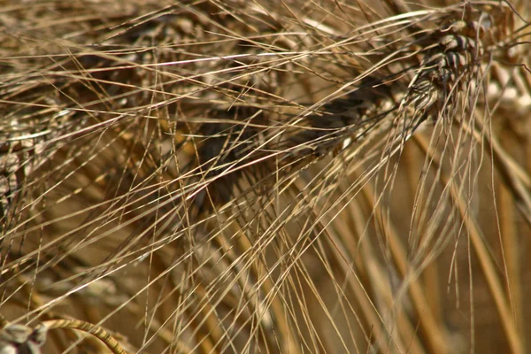 Arka Planda Kuru Buğday — Stok fotoğraf