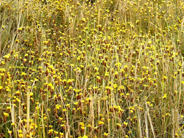 Sélection Diverses Fleurs Colorées Dans Nature — Photo