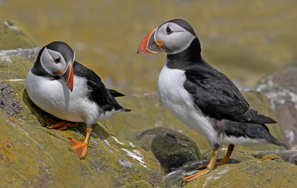 Männliche Und Weibliche Papageitaucher Treffen Sich Zur Paarungszeit Auf Den — Stockfoto