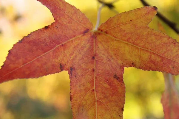 Feuille Érable Rouge Orange Sur Fond Jaune — Photo