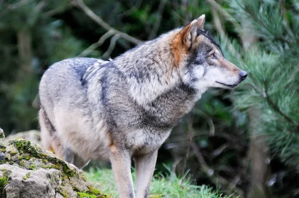 Jeden Wilk Stojący Lesie Prześladowanie Zdobycz — Zdjęcie stockowe