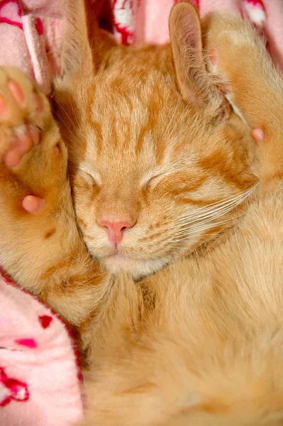 Close Van Leuke Slaperige Zoete Kitten — Stockfoto