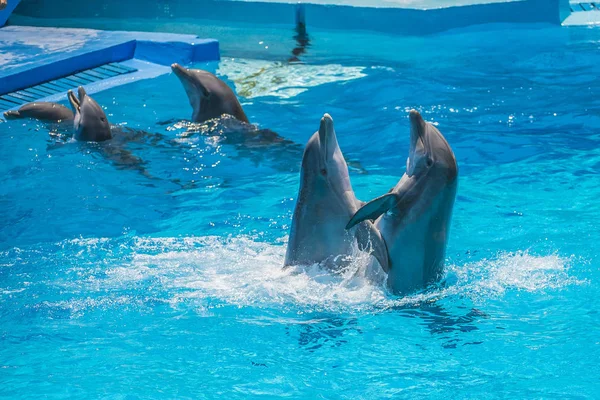 Dolphin Par Har Demonstration Tango Dans Alla Bilder Skjuten Juli — Stockfoto