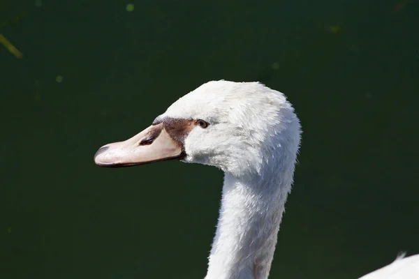 Das Erstaunen Eines Schönen Weißen Stummen Schwans — Stockfoto