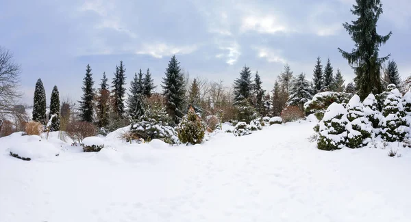 Belo Jardim Inverno Sempre Verde Com Coníferas Cobertas Por Neve — Fotografia de Stock