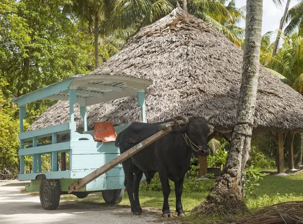 Digue Adasında Geleneksel Bir Öküz Arabası Seyşeller — Stok fotoğraf