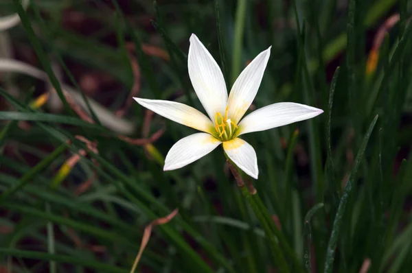 Άσπρη Βροχή Λίλι Λουλούδι Μια Ηλιόλουστη Μέρα Άνοιξη — Φωτογραφία Αρχείου