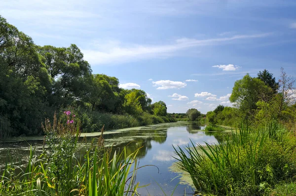 Paisaje Verano Con Río Árboles Plantas Con Flores Tiempo Soleado — Foto de Stock