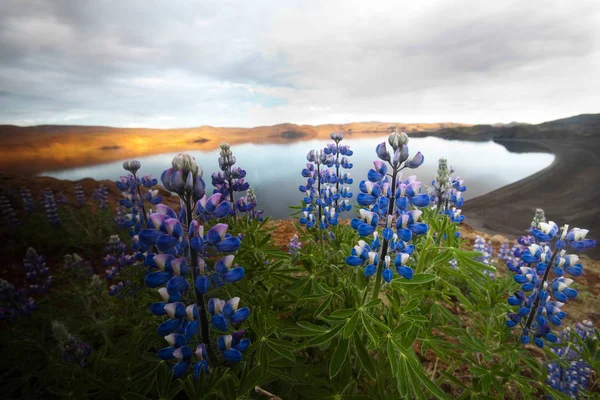 Ісландія Квіти Яскраві Барвисті Яскраві Теми — стокове фото