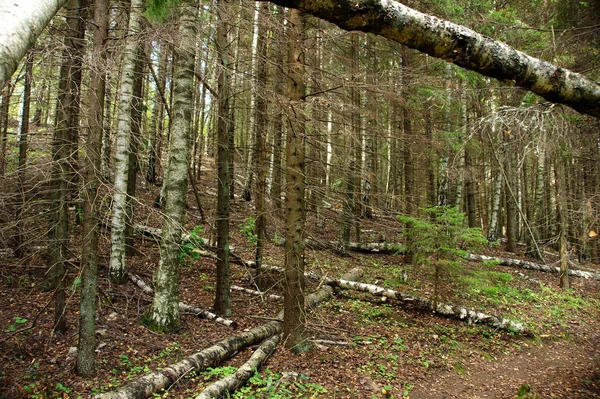 Κορμούς Δέντρου Κοπούν Ένα Άγριο Δάσος — Φωτογραφία Αρχείου