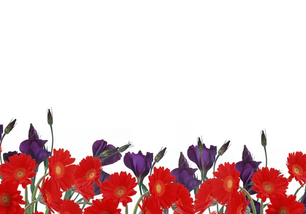 Красные Маргаритки Пурпурный Крокус — стоковое фото