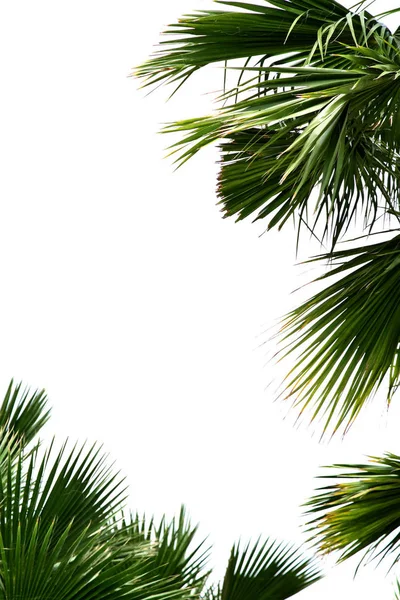 Palmiye Yaprakları Izole Beyaz Zemin Üzerine — Stok fotoğraf