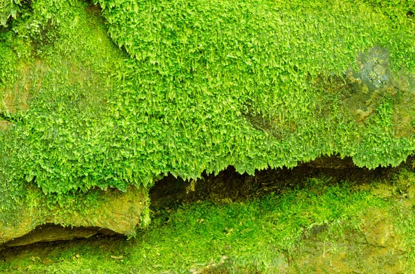 Textura Roca Musgosa Con Agujero Fondo Natural —  Fotos de Stock