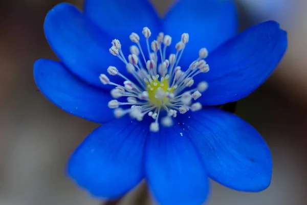 Świeży Piękny Kwiat Anemonu Zamknij Widok — Zdjęcie stockowe