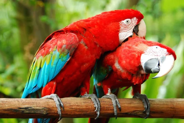two love red macaw birds in love at bird park