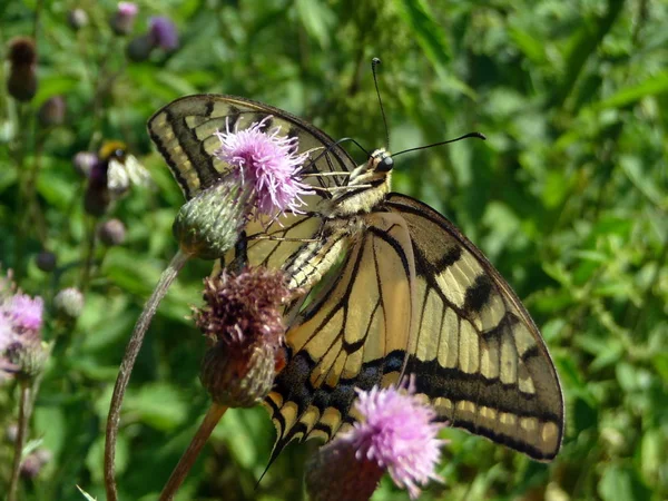 Swallowtail Pillangó Nyelv Virág — Stock Fotó