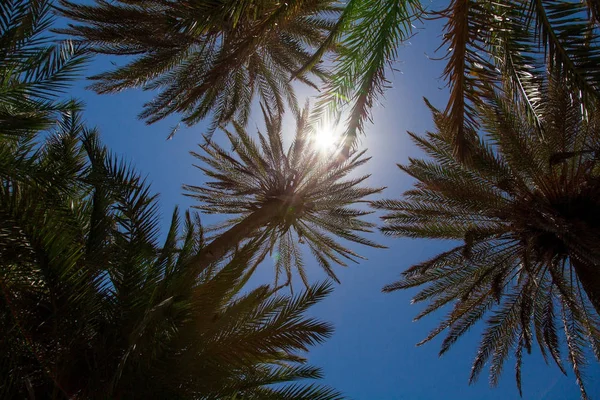 Mavi Gökyüzü Arka Plan Üzerinde Palmiye Ağaçlarının Düşük Açı Görünümü — Stok fotoğraf