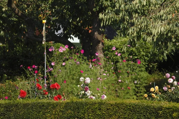 Jardín Con Flores Plantas Árboles —  Fotos de Stock