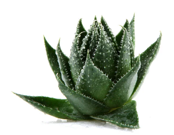 Φυτό Aloe Vera Απομονωμένο Λευκό — Φωτογραφία Αρχείου