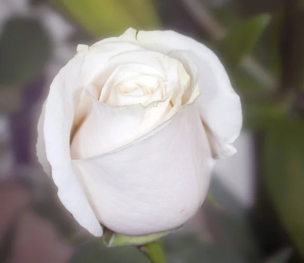 Primer Plano Hermosa Rosa Blanca Sobre Fondo Borroso — Foto de Stock