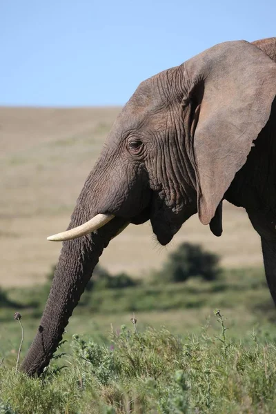 Elefante Africano Con Colmillos Comiendo Cardos Hierba —  Fotos de Stock