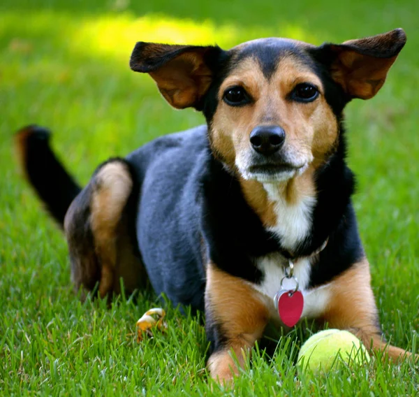 beagle mini pinscher mix