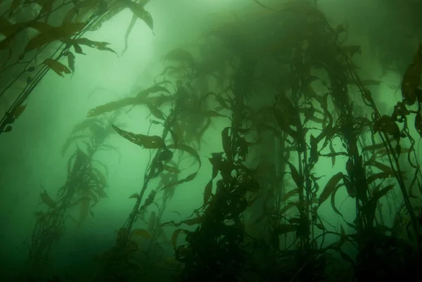 Велетенський Ліс Ламінарії Макроцистна Груша Підводний Каліфорнія — стокове фото