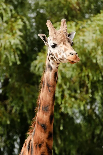 Primer Plano Una Jirafa Giraffa Camelopardalis Rothschildi — Foto de Stock