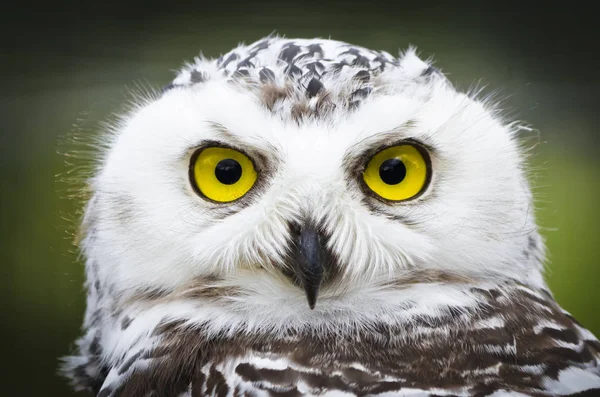 Ein Frontales Porträt Kopfschuss Einer Passiven Schneeeule Bubo Scandiacus Die — Stockfoto