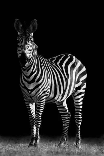 Creatief Zwart Wit Beeld Van Een Zebra — Stockfoto