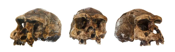 直立人头骨的集 1969 年桑吉 印度尼西亚爪哇发现 追溯到 100 万年前 斜视图 — 图库照片