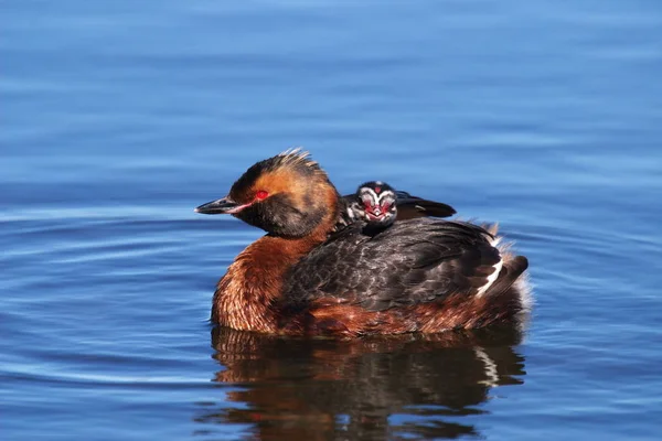 Grebe Pintainho Cavalga Nas Costas Mãe Grebe Como Ela Rema — Fotografia de Stock