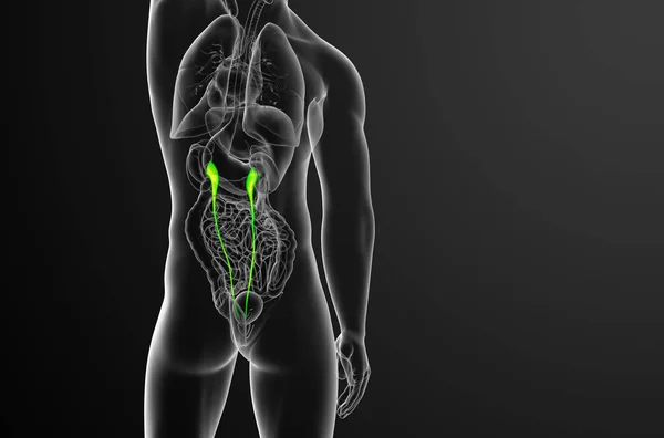 Візуалізація Медичної Ілюстрації Сечового Міхура Вид Ззаду — стокове фото