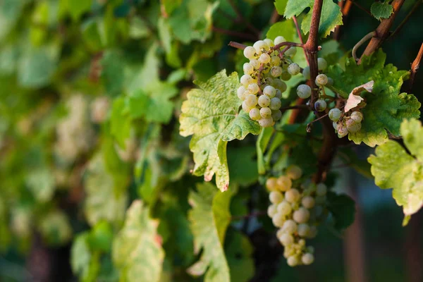 Uvas Vid Viñedo Soleado — Foto de Stock