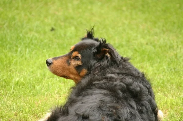 Hund Gräset Ser Bakåt — Stockfoto