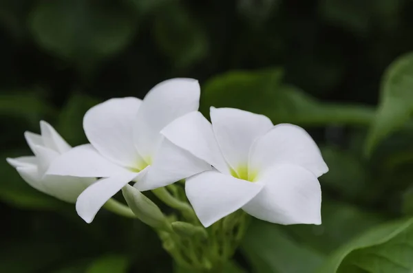 Досить Білі Квіти Цвітуть Саду — стокове фото