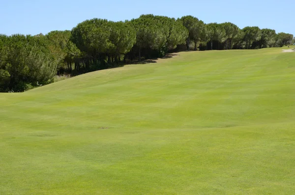 Fila Árboles Campo Golf Andalucía España —  Fotos de Stock